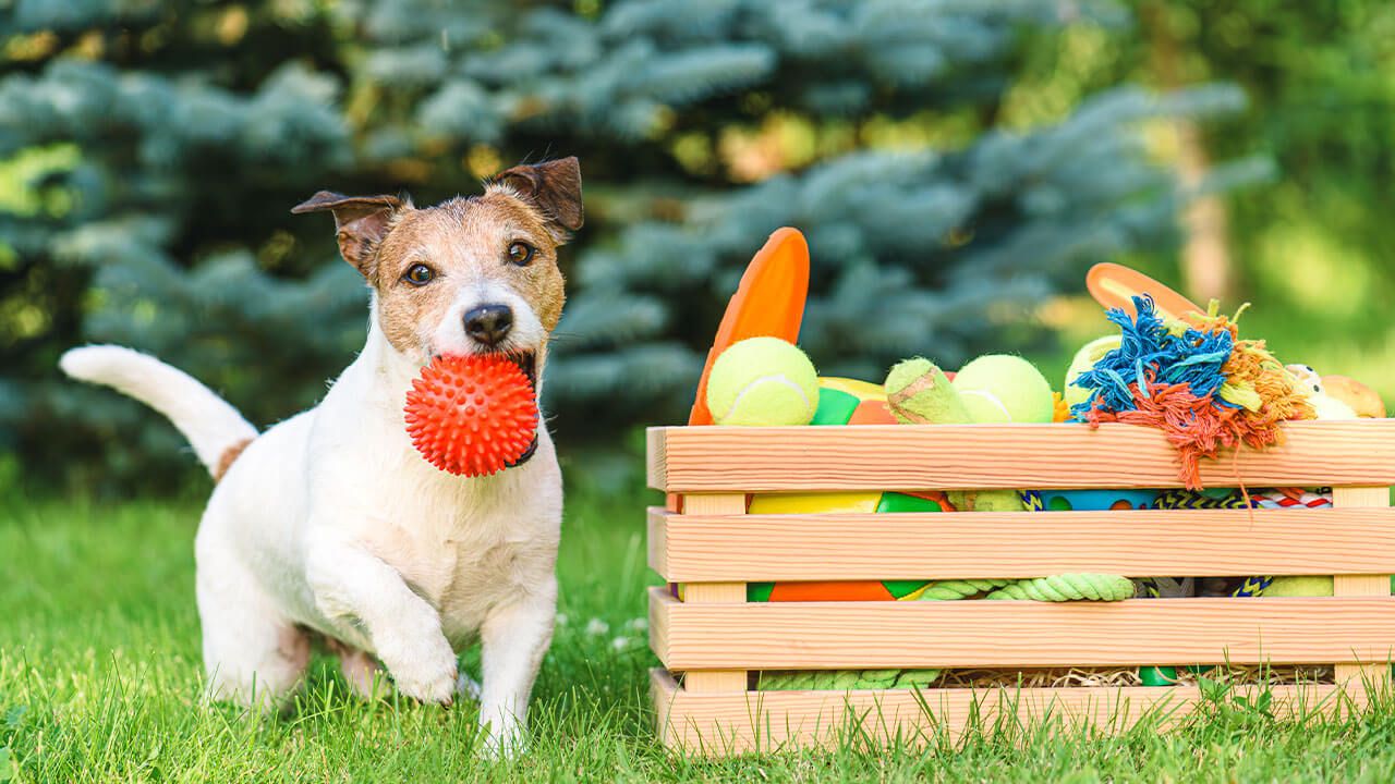 pet supplies assortment