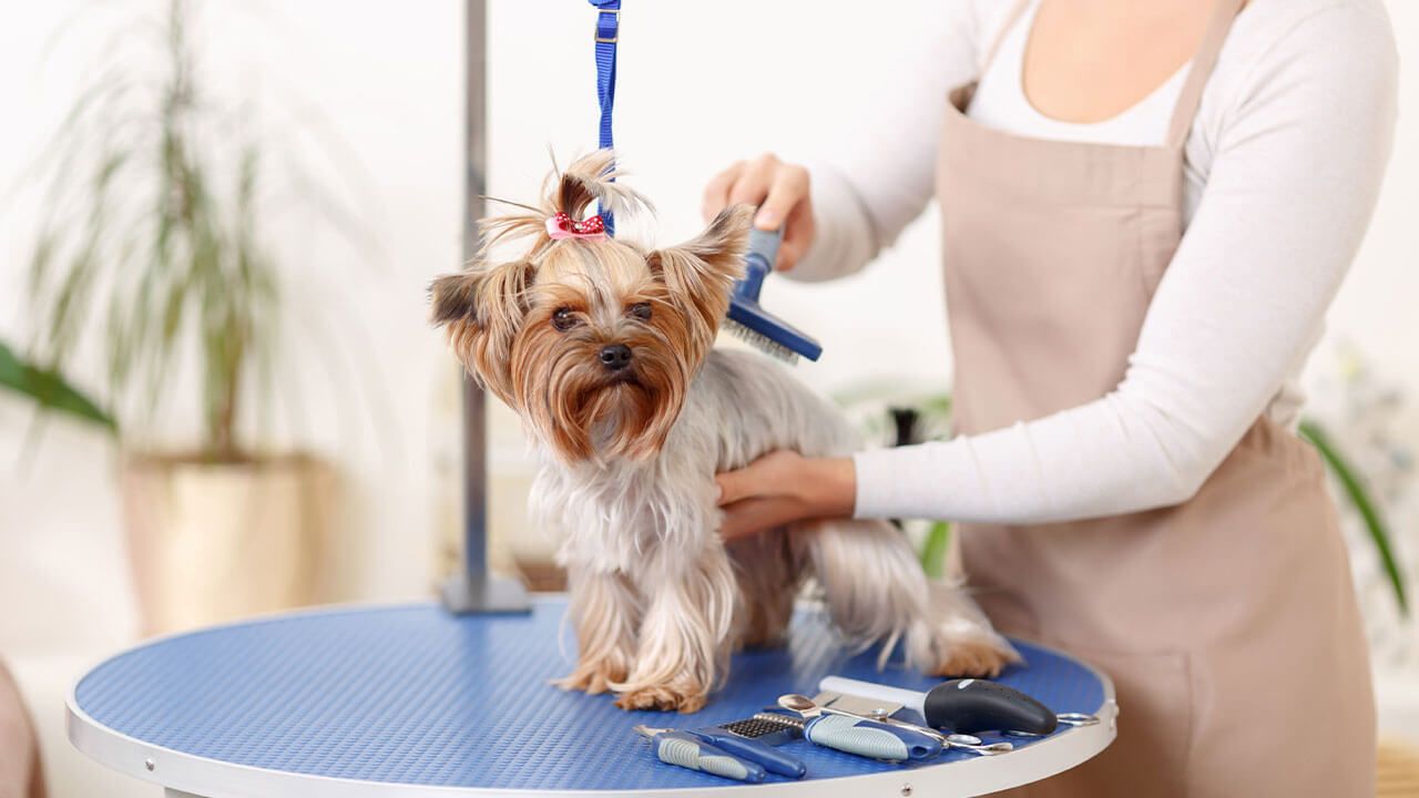 Pet grooming service