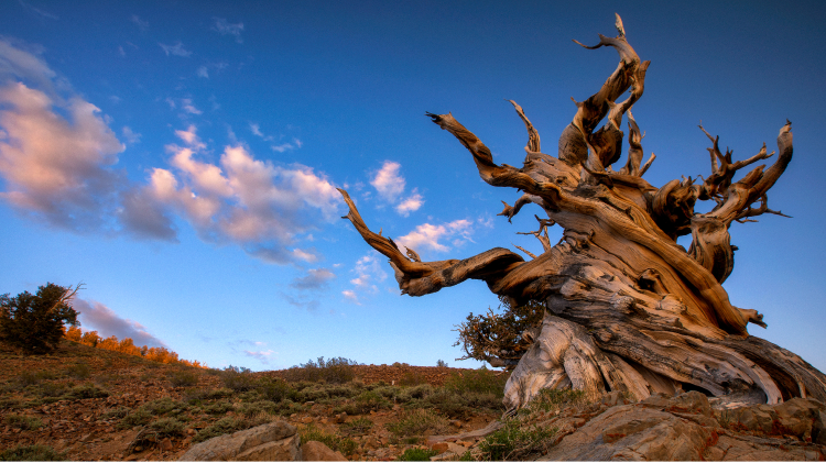 tree